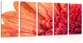 Εικόνα 5 μερών πορτοκαλί ζέρμπερα με σταγόνες νερού - 100x50