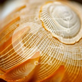 Intra Συλλεκτικό Ξύλινο Παζλ Plywood  4mm - Κοντινό πλάνο από πορτοκαλί και λευκό κέλυφος βογχών Σε Ξύλινο Κουτί - Διαστάσεις: 10x10 cm – 25 κομμάτια