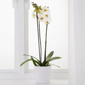 PHALAENOPSIS Φυτό, Ορχιδέα 2 βλαστοί 103.033.65