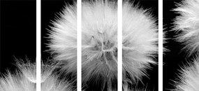 Εικόνα 5 μερών ασπρόμαυρη πικραλίδα - 100x50