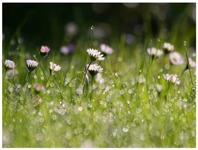 Φωτοταπετσαρία - Daisies with morning dew 200x154