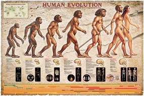 Αφίσα Human Evolution