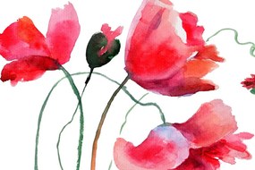 Εικόνα μοναδικά λουλούδια παπαρούνας