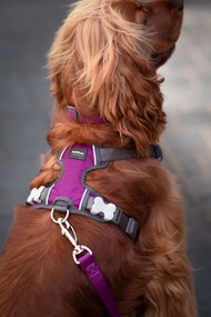 Λουρί Σκύλου Red Dingo Dingo 30-47 cm 37-52 cm Μωβ S