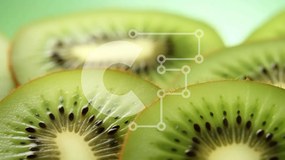 Σετ των 2 Intra Συλλεκτικό Ξύλινο Παζλ Plywood 4mm - Κοντινό πλάνο τεμαχισμένου ακτινιδίου Σε Ξύλινο Κουτί - Διαστάσεις: 10x10 cm – 25 κομμάτια