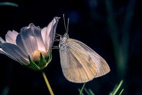 Εικόνα πεταλούδας σε ένα λουλούδι - 60x40