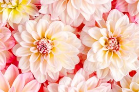 Εικόνα τρυφερά λουλούδια ντάλιας