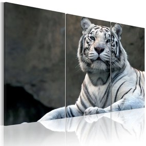 Πίνακας - White tiger 90x60