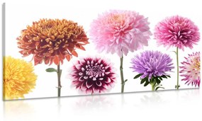 Εικόνα λουλουδιών ντάλιας σε διαφορετικό σχέδιο