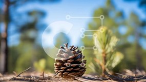 Intra Συλλεκτικό Ξύλινο Παζλ Plywood 4mm - Μονό κουκουνάρι σε δάσος Σε Ξύλινο Κουτί - Διαστάσεις: 10x10 cm – 25 κομμάτια