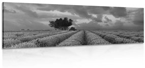 Εικόνα ενός χωραφιού λεβάντας σε ασπρόμαυρο - 150x50