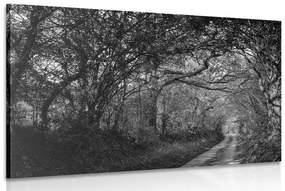 Εικόνα ασπρόμαυρο δάσος - 60x40