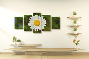 Εικόνα 5 μερών λουλούδι μαργαρίτας