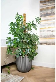 Γλάστρα Capi Europe Πλαστική ύλη Ø 43 cm