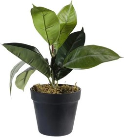 Τεχνητό Φυτό Φίκος Elastica 30 εκ. 0670-6 Supergreens-0670-6-Πράσινο 0670-6