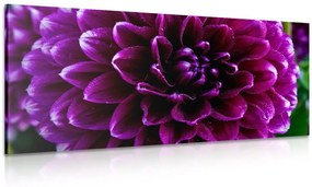 Εικόνα μωβ και βιολετί λουλούδι - 100x50