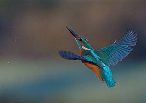 Φωτογραφία Τέχνης Kingfisher, mark hughes, (40 x 30 cm)