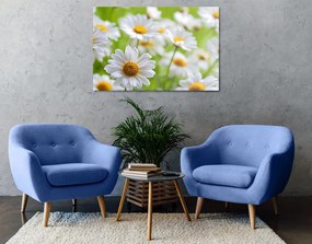 Εικόνα ανοιξιάτικο λιβάδι γεμάτο λουλούδια - 60x40
