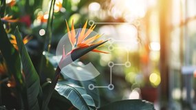 Intra Συλλεκτικό Ξύλινο Παζλ Plywood 4mm - Λουλούδι Bird of Paradise σε καταπράσινο περιβάλλον θερμοκηπίου Σε Ξύλινο Κουτί - Διαστάσεις: 10x10 cm – 25 κομμάτια