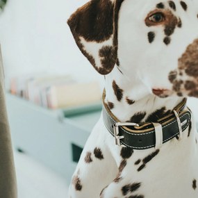 Κολλάρο Σκύλου Hunter Aalborg Μαύρο (36-44 cm)