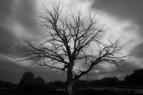 Εικόνα ενός ασπρόμαυρου δέντρου σε ένα λιβάδι - 90x60