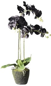Τεχνητό Φυτό Ορχιδέα Phalaenopsis Real Touch Μαύρη με Βάση Moss 85 εκ. 5170-6 Supergreens-5170-6-Μαύρο 5170-6