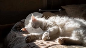 Σετ των 2 Intra Συλλεκτικό Ξύλινο Παζλ Plywood  4mm - Λευκή αφράτη γάτα που κοιμάται στο κρεβάτι Σε Ξύλινο Κουτί - Διαστάσεις: 10x10 cm – 25 κομμάτια