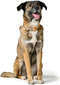 Κολλάρο Σκύλου Hunter Malia Πορτοκαλί M/L 45-54 cm