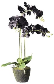 Τεχνητό Φυτό Ορχιδέα Με Βάση Moss 5170-6 39x25x85cm Black Supergreens Polyethylene