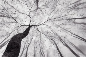 Φωτογραφία A view of the tree crown, Tom Pavlasek