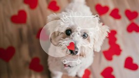 Σετ των 2 Intra Συλλεκτικό Ξύλινο Παζλ Plywood  4mm - Παιχνιδιάρικο λευκό σκυλί με κόκκινες καρδιές Σε Ξύλινο Κουτί - Διαστάσεις: 10x10 cm – 25 κομμάτια