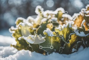 Intra Συλλεκτικό Ξύλινο Παζλ Plywood 4mm - Πράσινο φυτό καλυμμένο με χιόνι: Προσαρμογή και επιβίωση Σε Ξύλινο Κουτί - Διαστάσεις: 10x10 cm – 25 κομμάτια