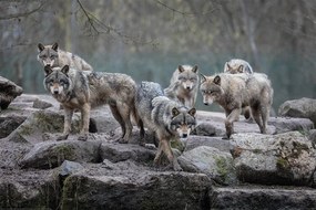 XXL Αφίσα Wolf - Grey Wolves, (120 x 80 cm)