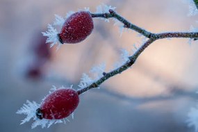 Φωτογραφία The red fruits of the dog, Edda Dupree