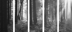 Ηλιόλουστο δάσος 5 τμημάτων σε μαύρο & άσπρο