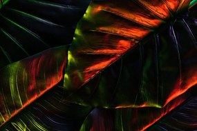 Εικόνα από τροπικά φύλλα φοίνικα - 90x60