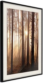 Αφίσα - Morning in the Forest - 30x45 - Μαύρο - Με πασπαρτού