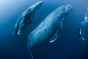 Φωτογραφία Scuba diver approaches adult female humpback, Rodrigo Friscione