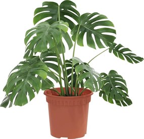vidaXL Στρογγυλή Γλάστρα Λουλουδιών 24 pcs Κεραμιδί Ø 15 x 12 cm