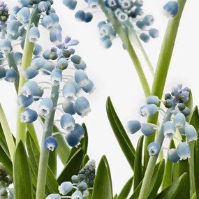 MUSCARI φυτό σε γλάστρα/MUSCARΙ, 12 cm 005.697.42