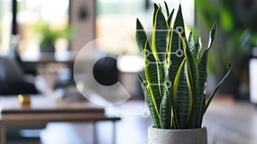 Intra Συλλεκτικό Ξύλινο Παζλ Plywood 4mm - Φυτό σε γλάστρα στο σαλόνι Σε Ξύλινο Κουτί - Διαστάσεις: 10x10 cm – 25 κομμάτια