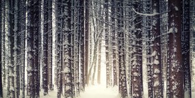 Εικόνα δάσος τυλιγμένο στο χιόνι - 120x60