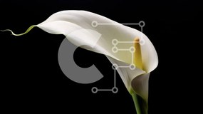 Intra Συλλεκτικό Ξύλινο Παζλ Plywood  4mm - Λευκό Calla Lily σε μαύρο φόντο Σε Ξύλινο Κουτί - Διαστάσεις: 10x10 cm – 25 κομμάτια
