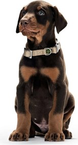 Κολλάρο Σκύλου Hunter Alu-Strong Καφέ Μέγεθος L (45-65 cm)