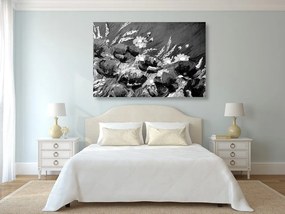 Εικόνα ζωγραφισμένες παπαρούνες αγρού σε ασπρόμαυρο - 60x40
