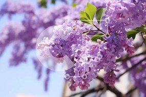 Intra Συλλεκτικό Ξύλινο Παζλ Plywood 4mm - Μωβ δέντρο Wisteria με ανθισμένα λουλούδια Σε Ξύλινο Κουτί - Διαστάσεις: 10x10 cm – 25 κομμάτια