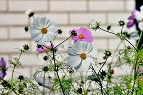 Πίνακας Ψηφιακής Εκτύπωσης FLORAL 162-CR - nav-50-02-07-01642