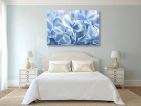 Εικόνα λουλουδιών ορτανσίας σε μπλε λευκή απόχρωση