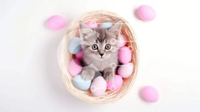 Intra Συλλεκτικό Ξύλινο Παζλ Plywood  4mm - Γκρι γατάκι στο πασχαλινό καλάθι με ροζ και μπλε αυγά Σε Ξύλινο Κουτί - Διαστάσεις: 10x10 cm – 25 κομμάτια