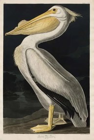 Αναπαραγωγή American White Pelican, 1836, John James (after) Audubon